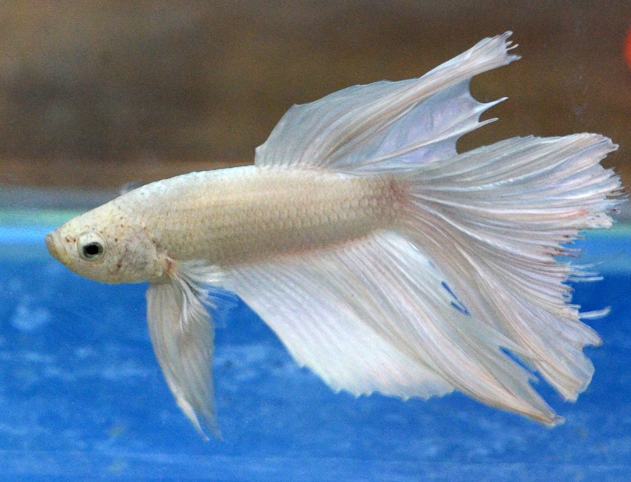 Fisktävling.Betta. A8. 2 plats.
