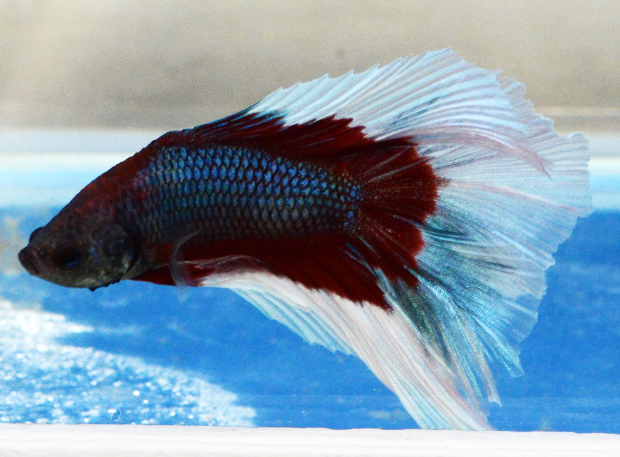 Fisktävling.Betta. B3. 1 plats.