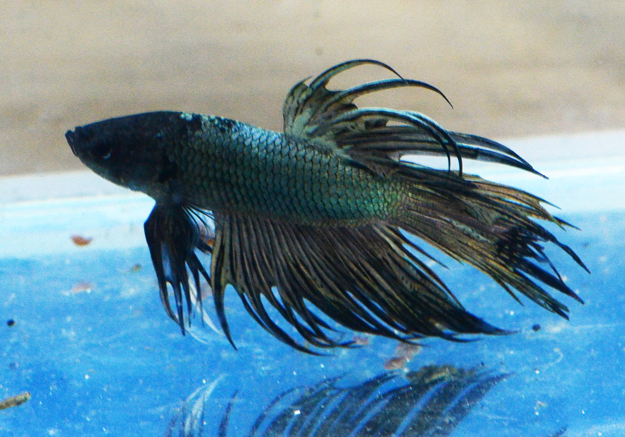Fisktävling.Betta. C7. 1 plats.