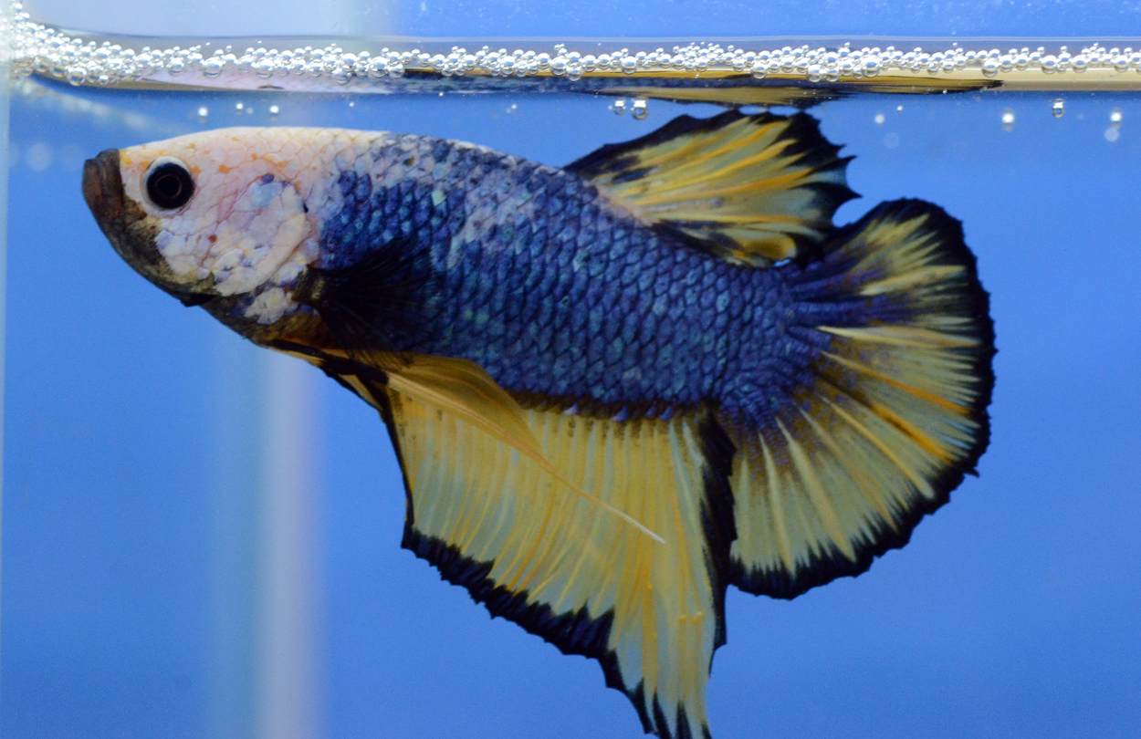 Fisktävling.Betta. D12. 2 plats.