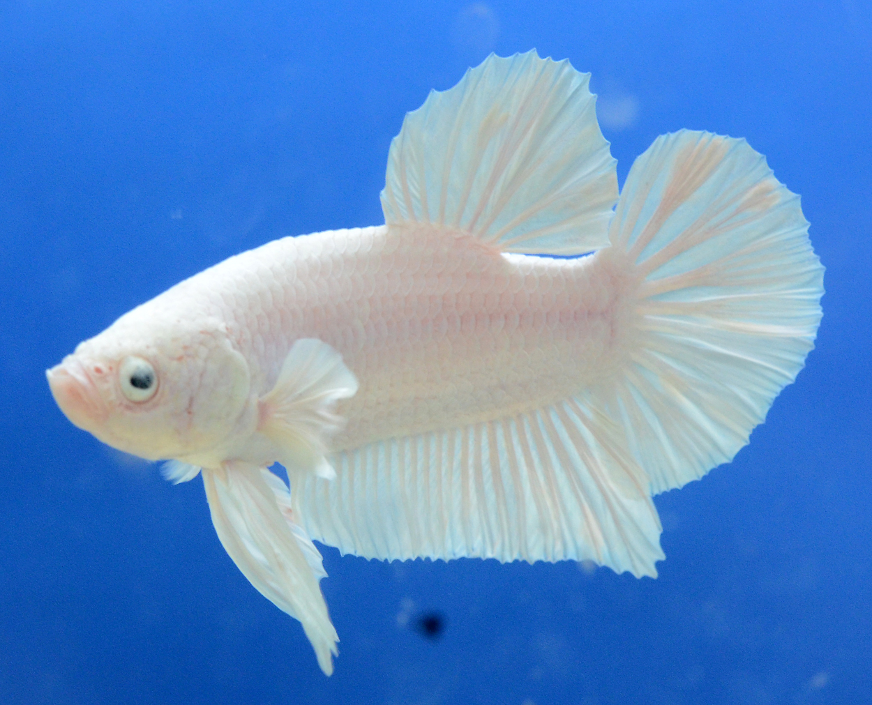 Fisktävling.Betta. D7. 2 plats.