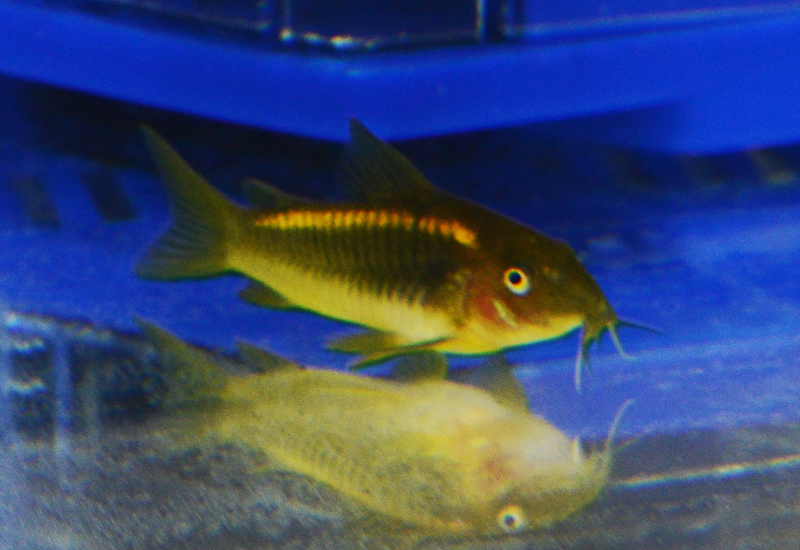 Fisktävling.Corydoras. Class open. 1 plats.