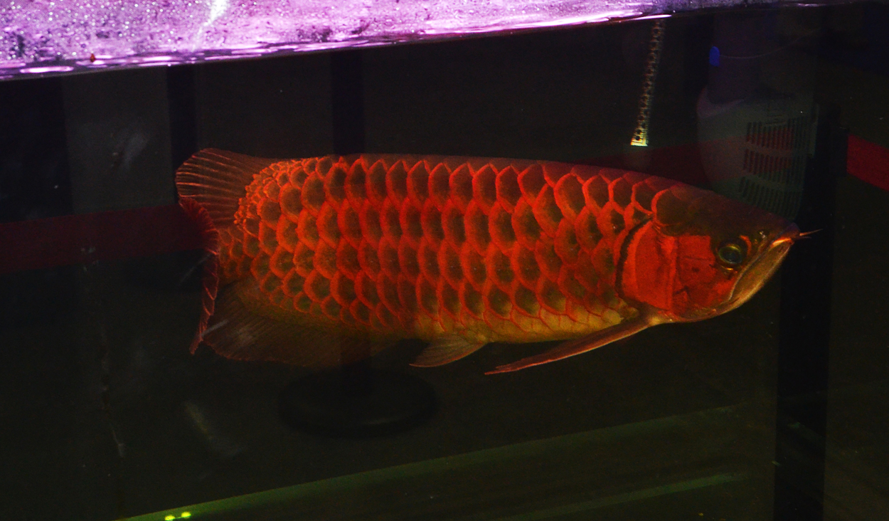 Fisktävling.Dragon Fish Large. Class 1. 2 plats.