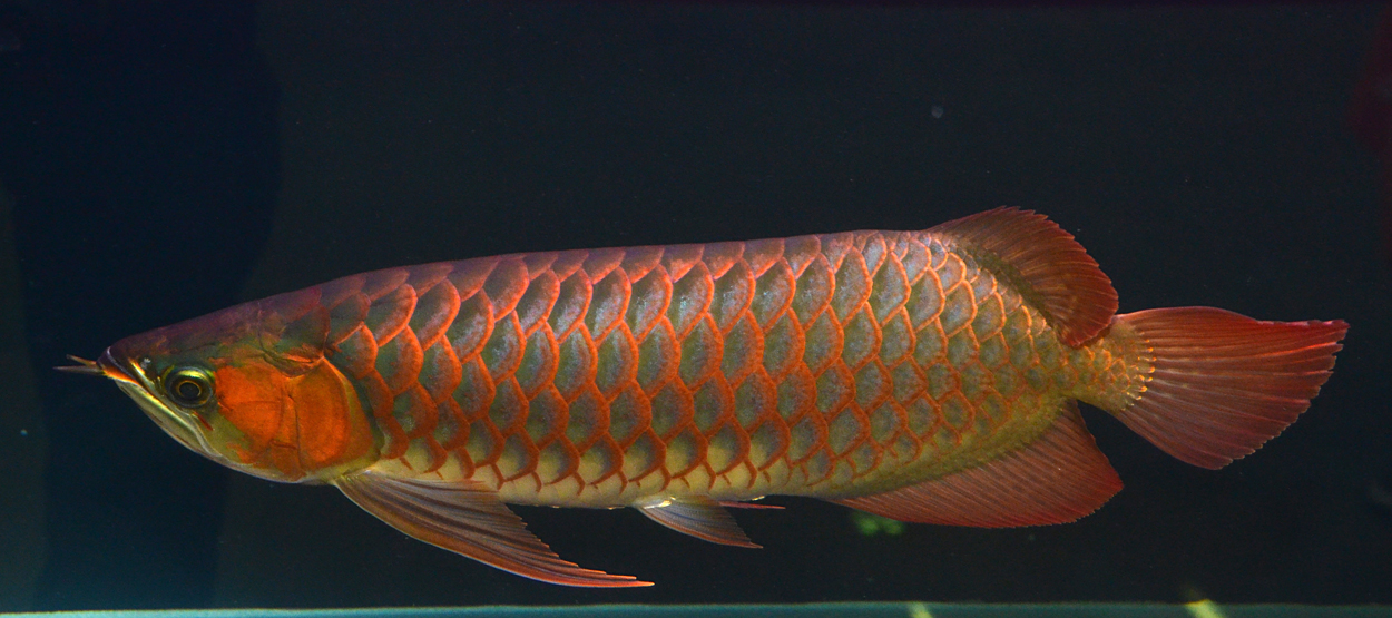 Fisktävling.Dragon Fish Small. Class 1. 3 plats.