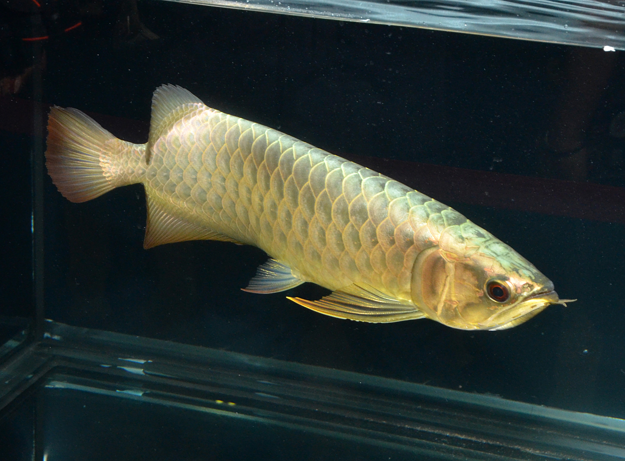 Fisktävling.Dragon Fish Small. Class 3. 2 plats.