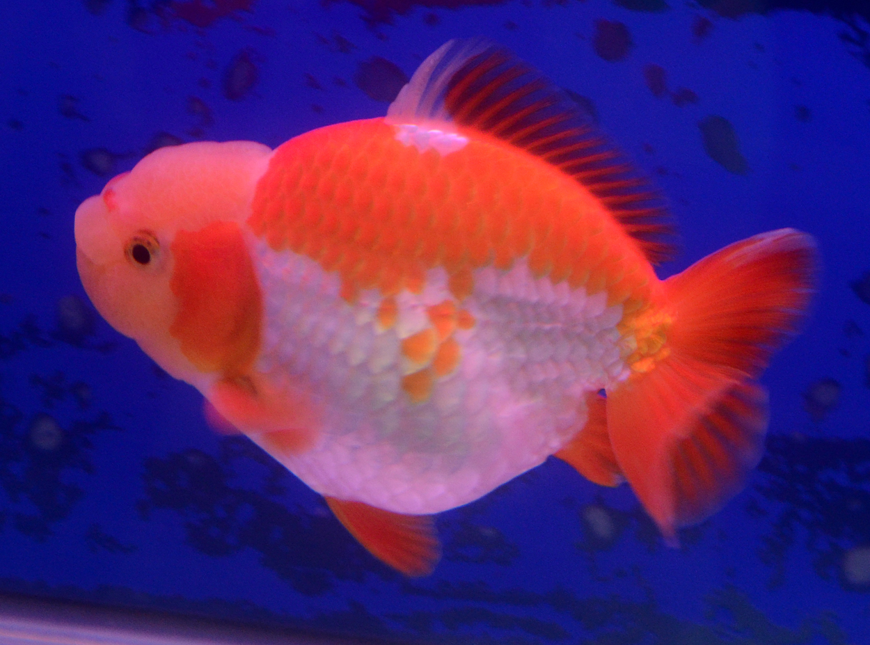Fisktävling.Guldfisk. Cat A. Class 7. 1 plats.