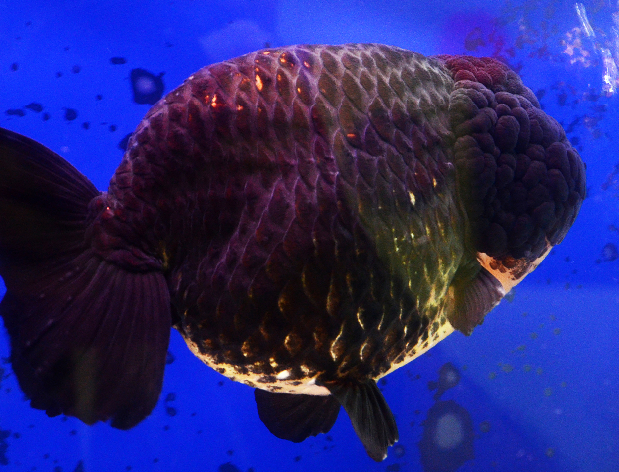 Fisktävling.Guldfisk. Cat B. Class 1. 2 plats.
