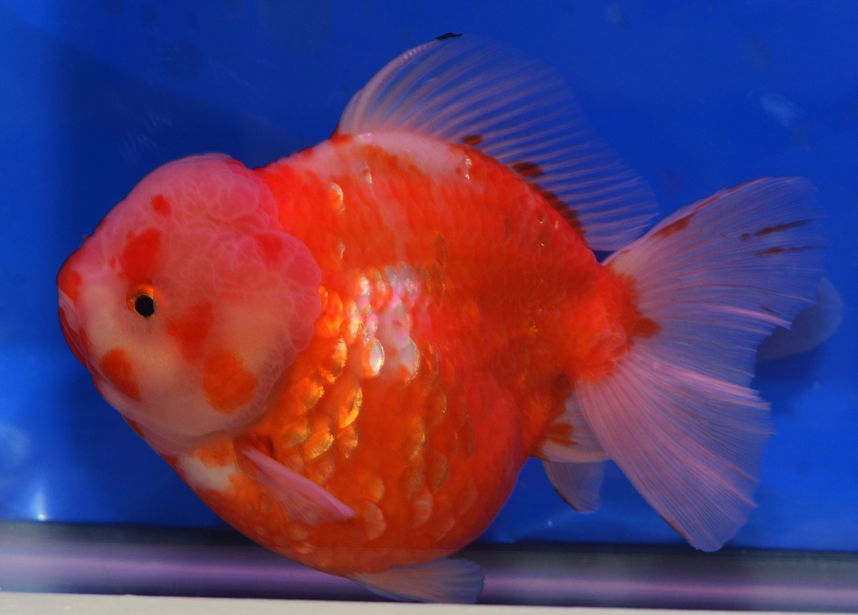 Fisktävling.Guldfisk. Cat B. Class 6. 1 plats.