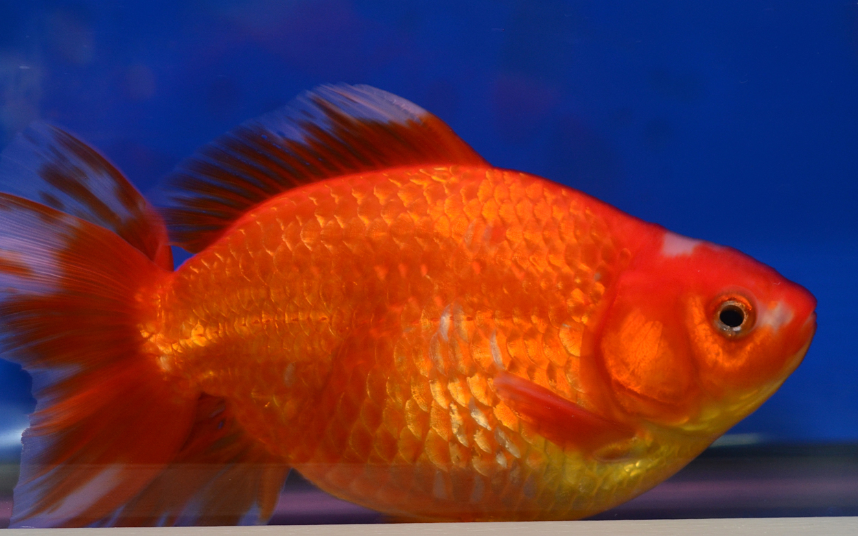 Fisktävling.Guldfisk. Cat B. Class 6. 3 plats.