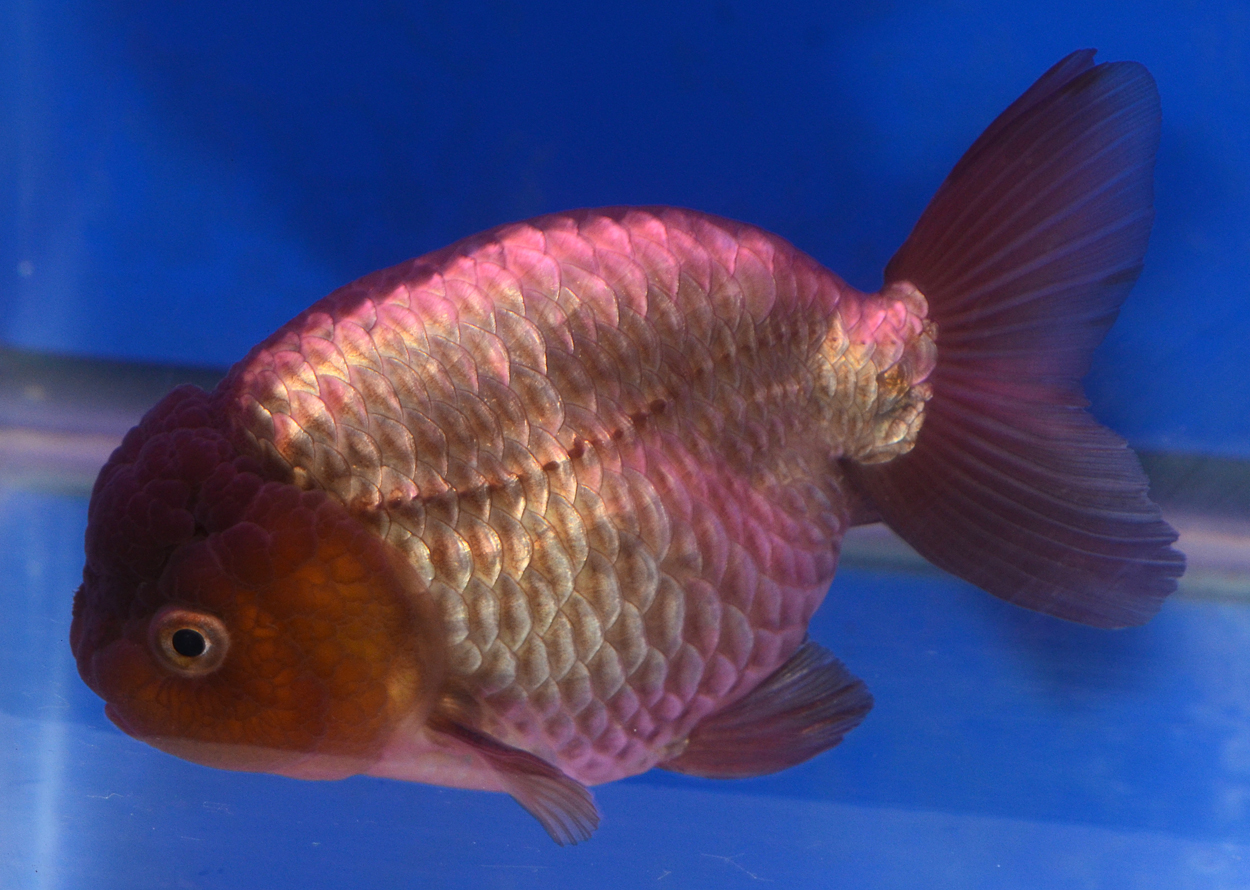 Fisktävling.Guldfisk. Cat C. Class mirror image. 3 plats.