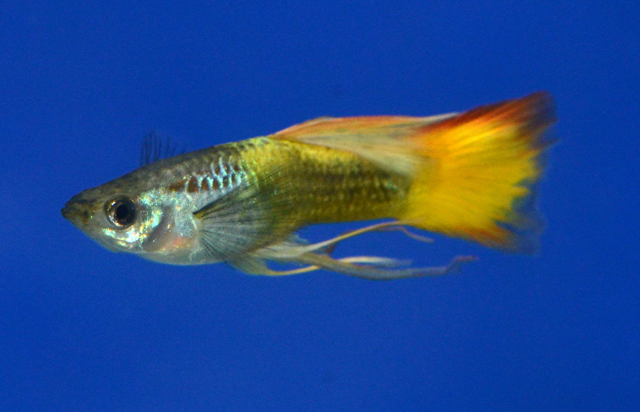 Fisktävling.Guppy. Oplacerad.