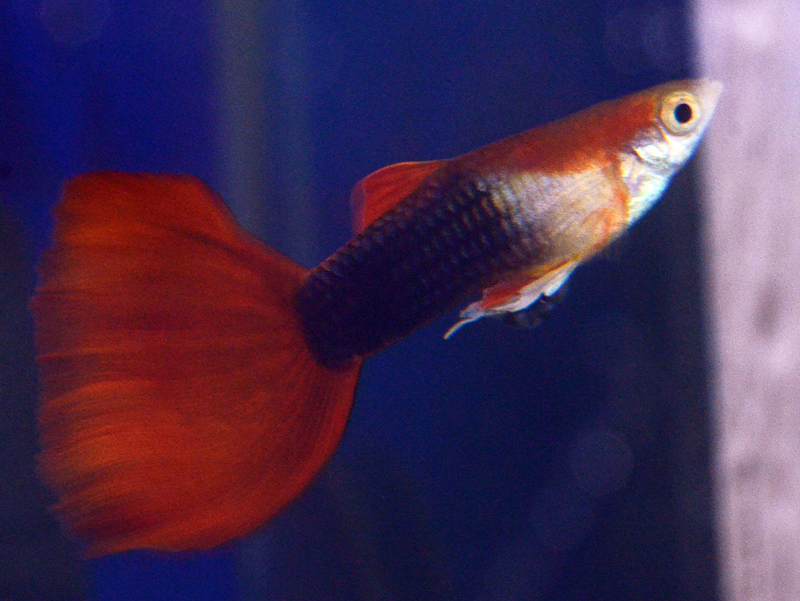 Fisktävling.Guppy. Trio. Class 3. 1 plats.