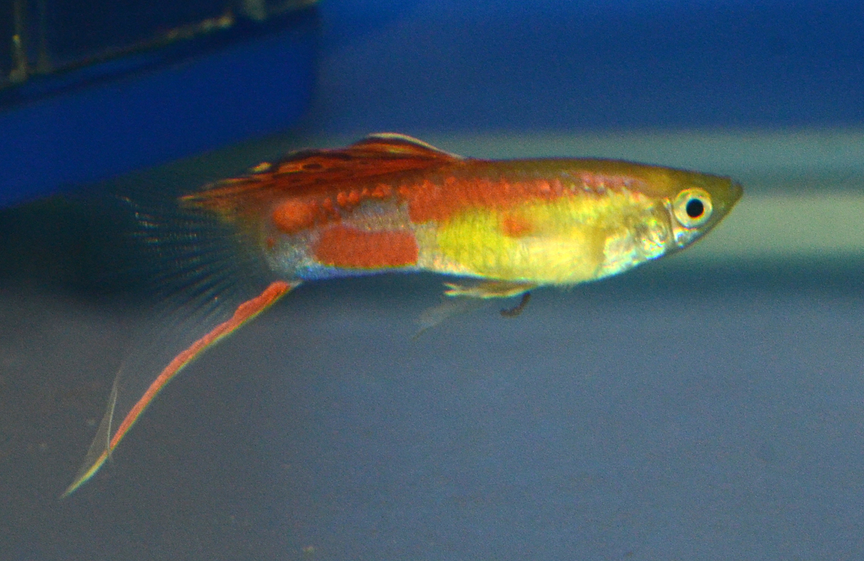 Fisktävling.Guppy. Trio. Class 8. 1 plats.