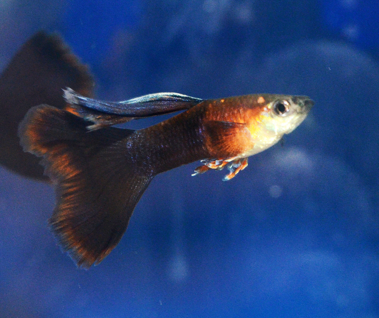 Fisktävling.Guppy. Trio. Class 9. 1 plats.