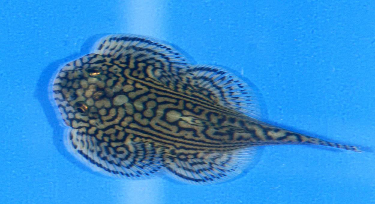 Fisktävling.New species/varieties/new in trade. Oplacerad.