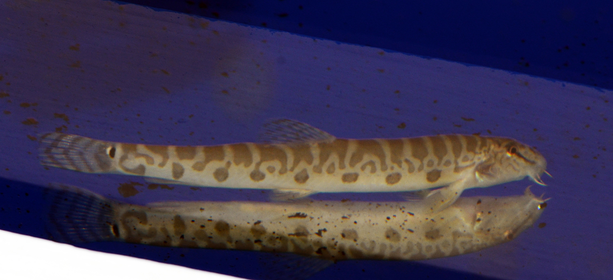 Fisktävling.New species/varieties/new in trade. Oplacerad.
