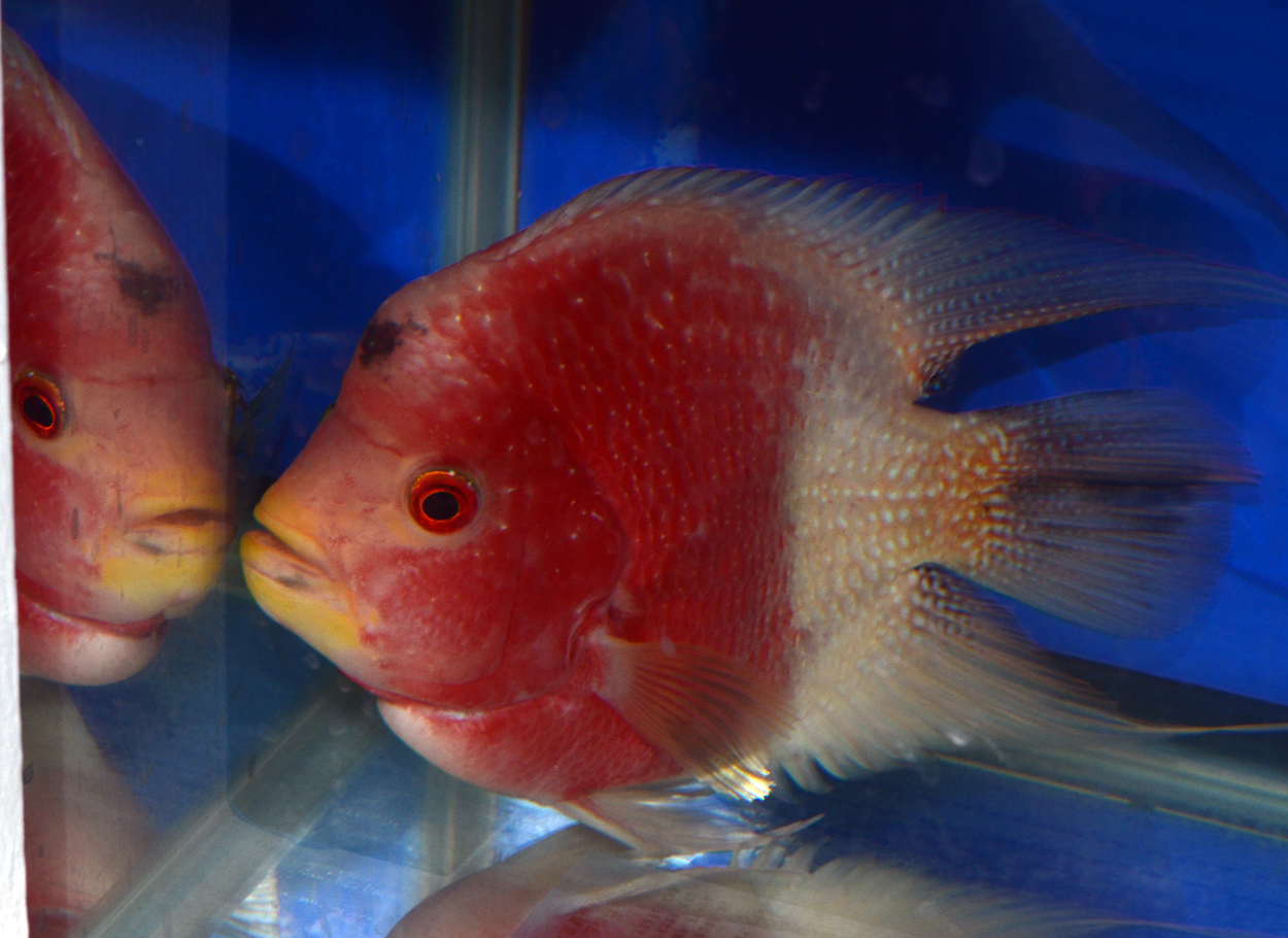 Fisktävling.New species/varieties/new in trade. Oplacerad.