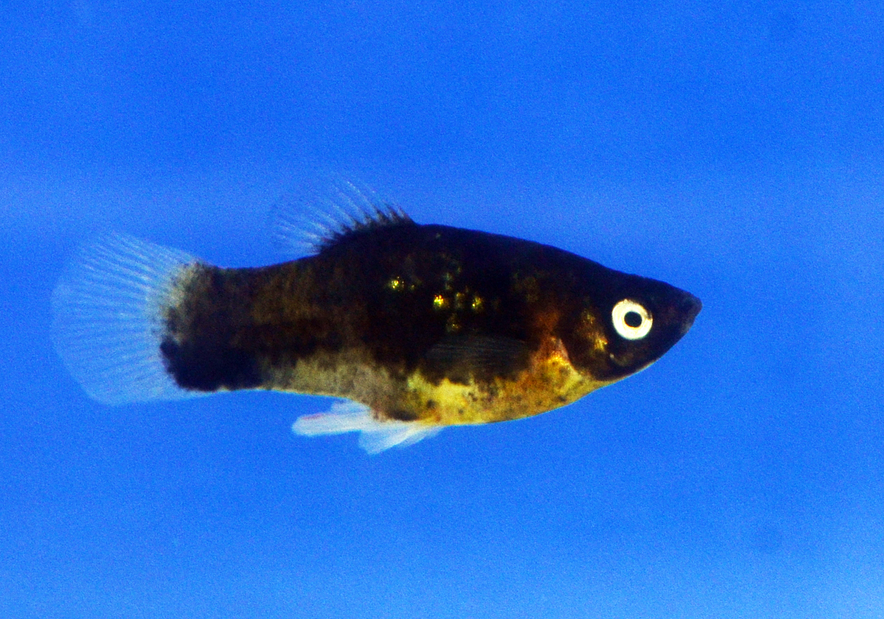 Fisktävling.Platy. Class open. 2 plats.