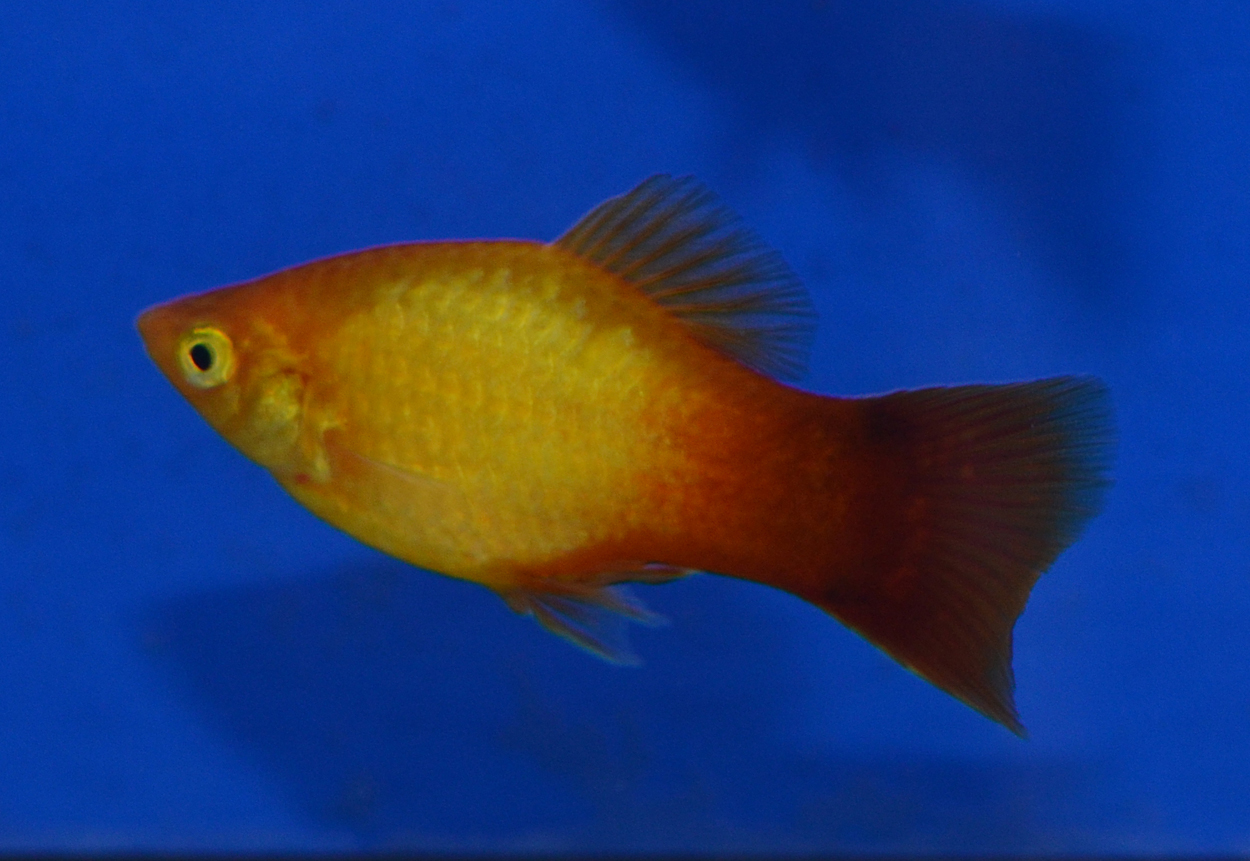Fisktävling.Platy. Oplacerad.