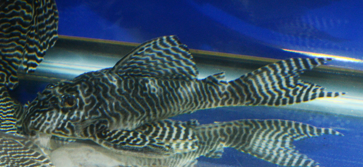 Fisktävling.Pleco. Class 3. 2 plats.