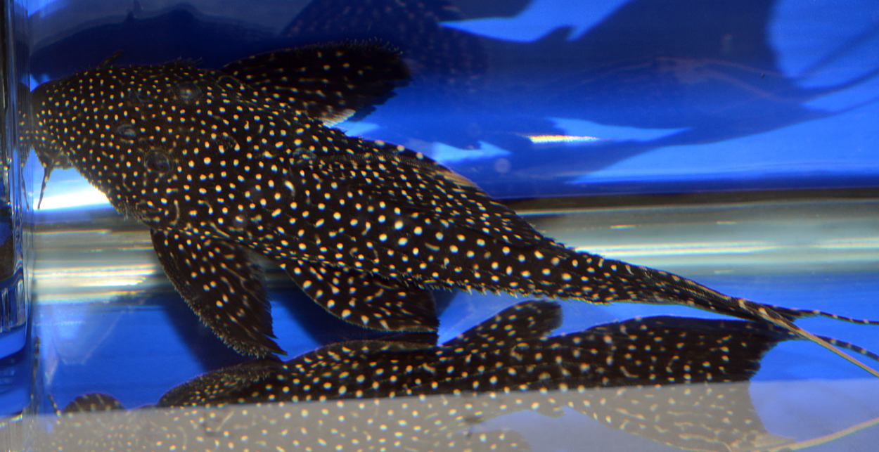 Fisktävling.Pleco. Oplacerad.