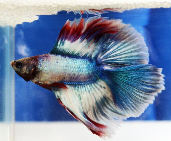 Fisktävling.Betta. B5. 1 plats. Grand Champion.