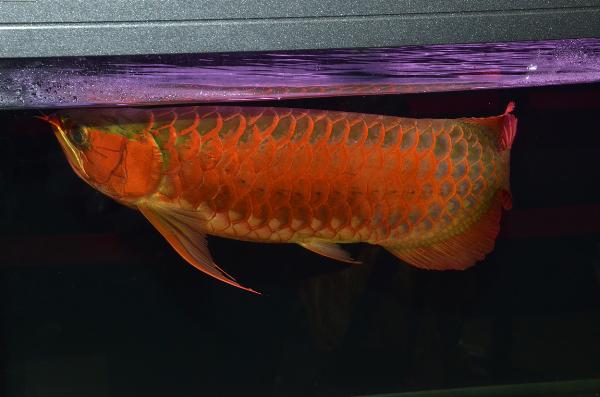 Fisktävling.Dragon Fish Large. Class 1. 1 plats. Grand Champion..