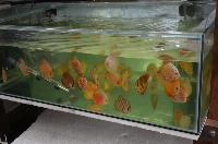 Farmtur_8_13_Sanyo_Aquarium_DSC_8762.JPG