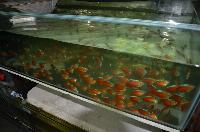 Farmtur_8_14_Sanyo_Aquarium_DSC_8766.JPG