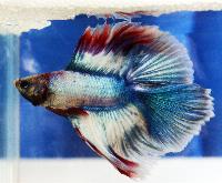 Fisktävling.Betta. B5. 1 plats. Grand Champion.