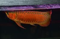 Fisktävling.Dragon Fish Large. Class 1. 1 plats. Grand Champion..