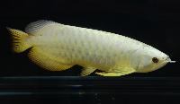 Fiskt_vling_Dragon_Fish_Large_Class_3_1_plats.JPG