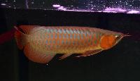 Fiskt_vling_Dragon_Fish_Small_Class_1_1_plats.JPG