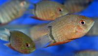 Fisktävling.New species/varieties/new in trade. Class 1. 3 plats.