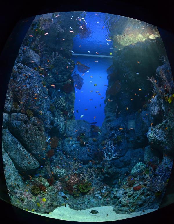 S.E.A. Aquarium, Marine Life