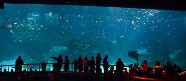 S.E.A. Aquarium, Marine Life