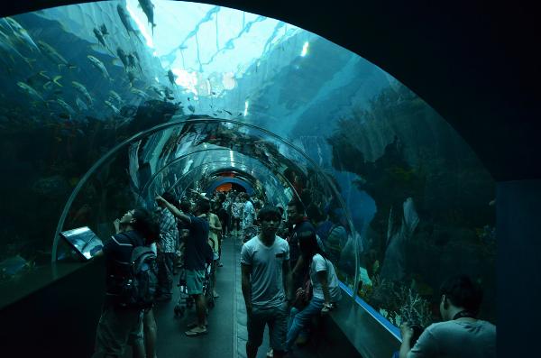 S.E.A. Aquarium, Marine Life