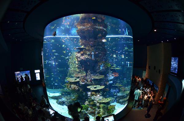 S.E.A. Aquarium, Marine Life