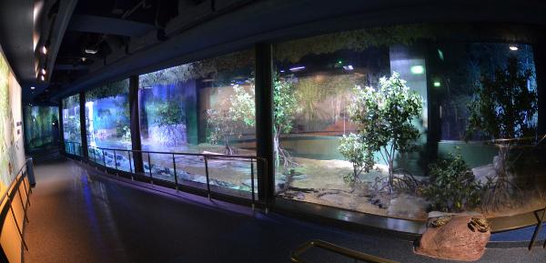 S.E.A. Aquarium, Marine Life