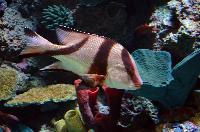 S.E.A. Aquarium, Marine Life