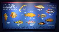 S.E.A. Aquarium, Marine Life