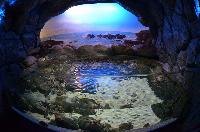 S.E.A. Aquarium, Marine Life