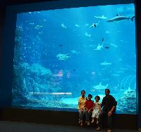 S.E.A. Aquarium, Marine Life