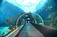 S.E.A. Aquarium, Marine Life