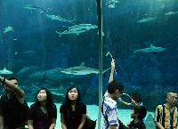 S.E.A. Aquarium, Marine Life