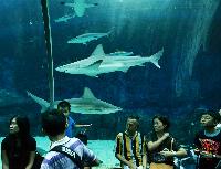 S.E.A. Aquarium, Marine Life