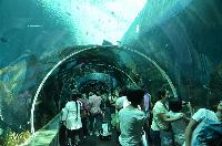 S.E.A. Aquarium, Marine Life