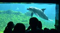 S.E.A. Aquarium, Marine Life