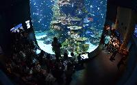 S.E.A. Aquarium, Marine Life