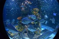 S.E.A. Aquarium, Marine Life